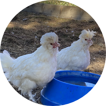 HHchickens