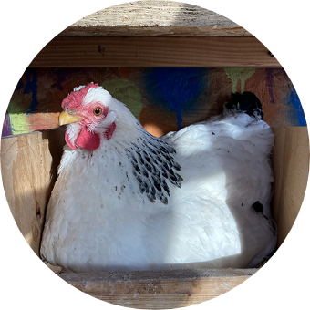 classic white chicken